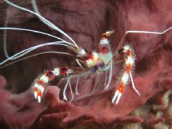 Banded Corel Shrimp chillin' in a Sponge! I was on a high... by Michael Hewson 